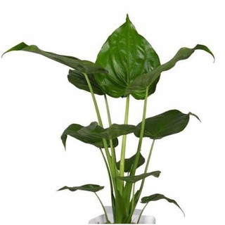 Alocasia Cuculata /Chiese Taro/Indoor/Outdoor plants/uprooted (1)
