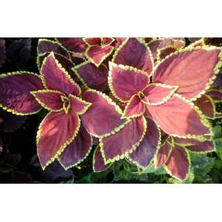Mayana/Coleus Plant With roots(rooted)