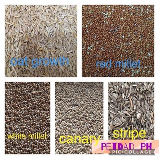 New products✙✓Bird Seeds White Millet Red Millet Oat Growth Canary Sunflower Stripe 1kg