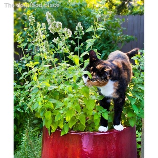 ▥❂☽50pcs Catnip Seeds - Easy to Grow (1)