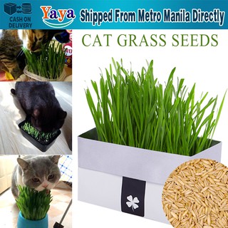 【Fast Dlivery】Soilless Organic Catgrass Cat Grass Snack Growing Kit Cat Grass Planting Bag