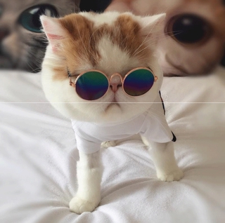 Pet glasses cat sunglasses pet use anti-ultraviolet eye fashion cool accessories protective glasses