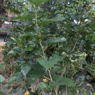 Mulberry Fresh leaves (COD Available)