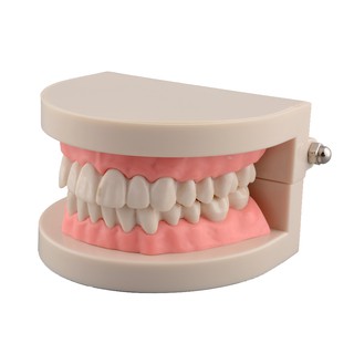 MZ Hot Dental Life-Size Teeth Model for Teaching Children Kids Oral Hygiene