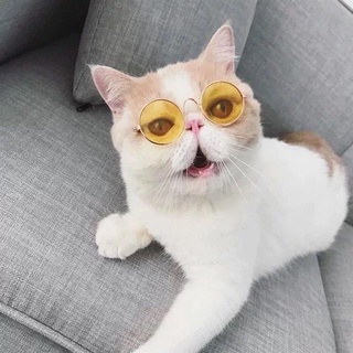 Pet cat glasses fashion trend dog Sunglasses cool photo Sunglasses cute cat dog (6)