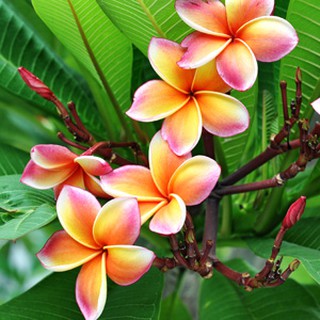 Hawaiian Kalachuchi Violet TriColor Frangipani | Fragrant Plumeria Plant Cuttings