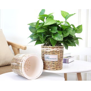 Succulent flower pot Cute Flower Pot for Indoor Plant Home Garden and Desk Decor