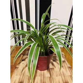 Spider Plant ( live Plant )Luzon Only