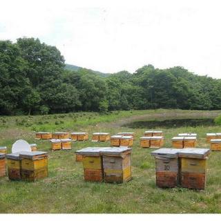 Yinbeiguoji 100% Pure Organic Beeswax Pellets Honey Cosmetic Grade Bees Wax coi Trend (4)