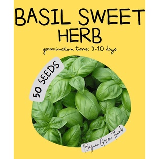 BASIL Sweet Genovese (50 seeds)