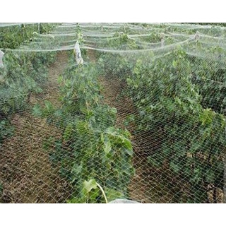 Chicken Net (PER METER) Net Farm Net• Garden Net• All around Net (7)