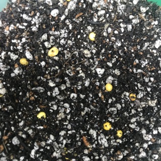 1KG GYMNO SOIL-LESS MIX with DE and OSMOCOTE