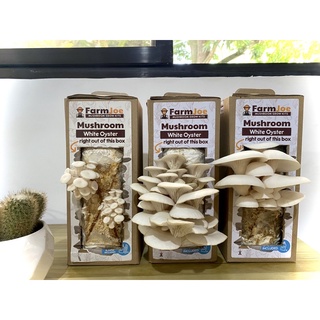 Mushroom Grow Kit • Edible Mushroom • Oyster Mushroom • Grow Bag • FarmJoe (6)