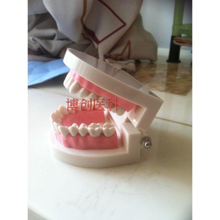 Dental Material / Dental Supplies / Oral Instruments / Dental Teaching Model