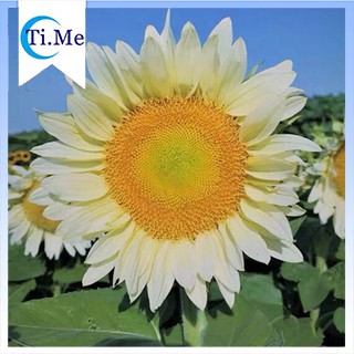 【Ti.Me】10pcs Sunflower Seeds Home Garden Plant Seeds 1 COD (1)
