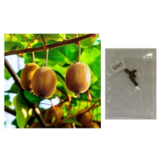 kiwi fruit seeds plant