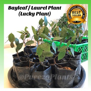 Bayleaf / Laurel Plant SALE‼️(Lucky Plant) COD Available READ Description