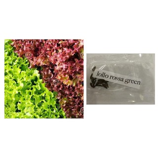 Lollo rossa rosso green red looseleaf lettuce seeds salad (1)