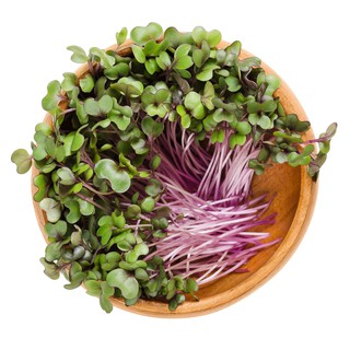 Red Acre Cabbage seeds Microgreen Non GMo