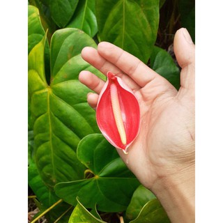 imported anthurium for sale