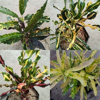 SAN FRANCISCO Varieties Croton Varigated Outdoor Plant