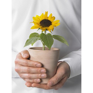 Imported Sunflower Seed Dwarf Mini Indoor Balcony Everblooming Seeds Ornamental Potted Flowers Seed