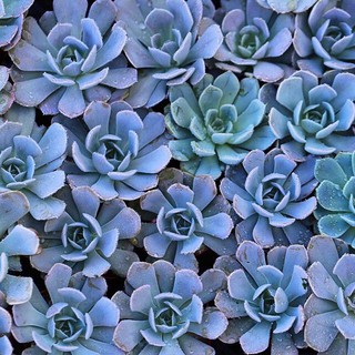 blue succulent cactus lithops mix seeds (7)