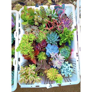 FREE SHIPPING 20PCS Assorted Succulents Varieties (6)
