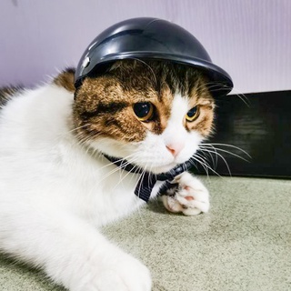 Pet HatsPET Helmet Personalized Motorcycle Helmet Dog Cat Accessories Hat Headdress Jarre Aero Bull