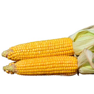 Sweet corn yellow 1 kilo grams